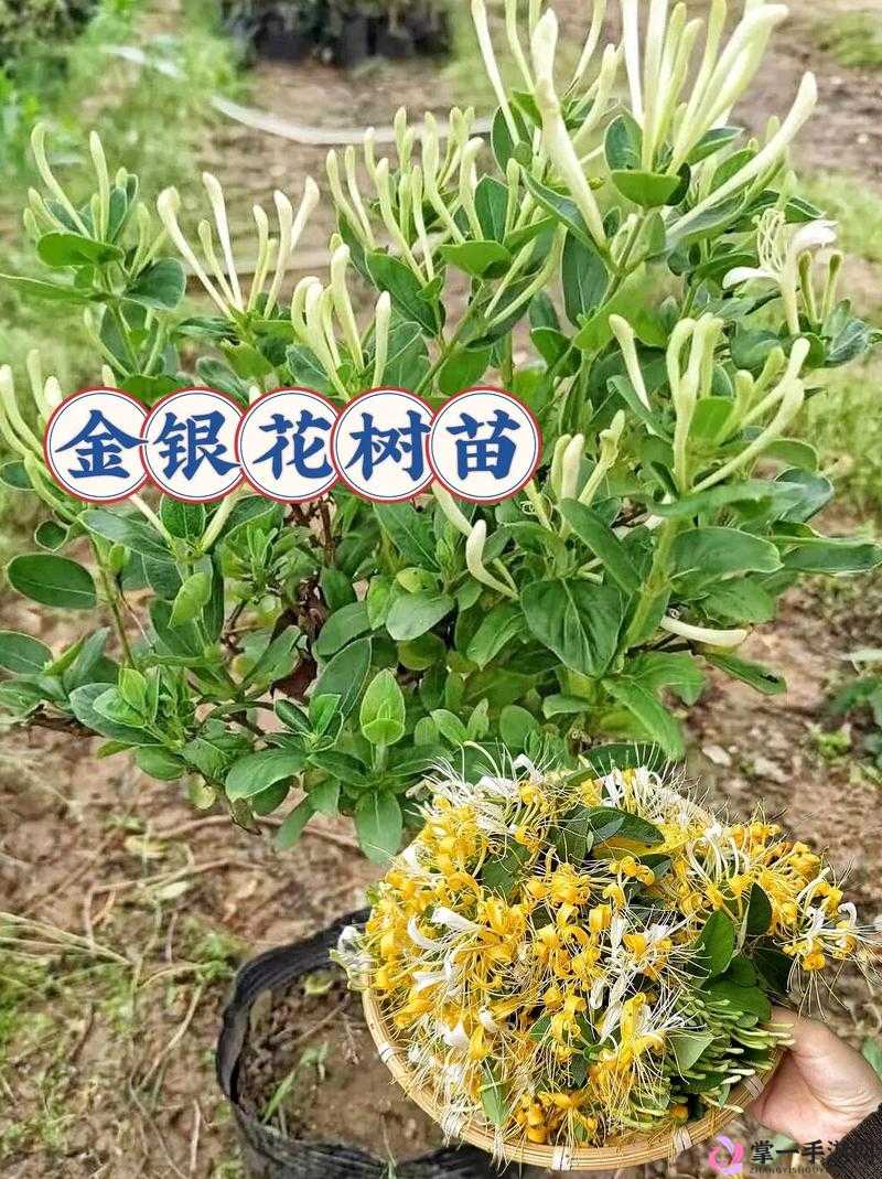 多肉小镇金银花的独特魅力与种植发展之道